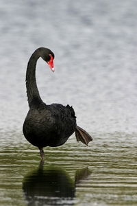 Black Swan