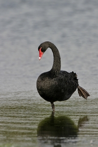 Black Swan