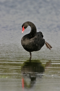 Black Swan