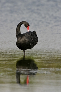 Black Swan