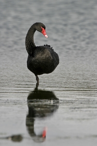 Black Swan