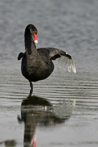Black Swan