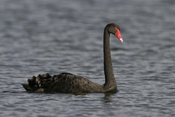 Black Swan