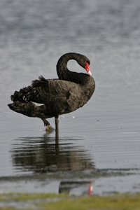 Black Swan