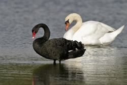 Black Swan