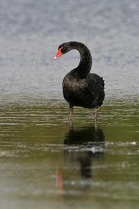 Black Swan