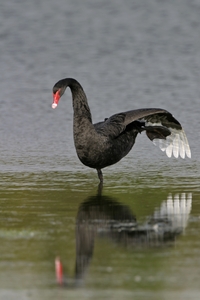 Black Swan