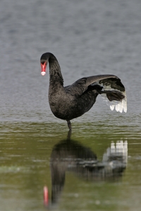 Black Swan