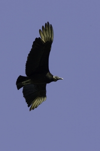 Black Vulture