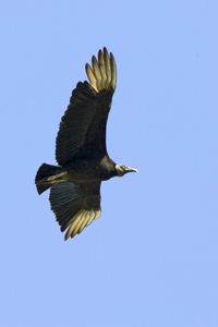 Black Vulture