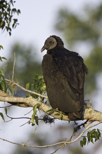 Black Vulture