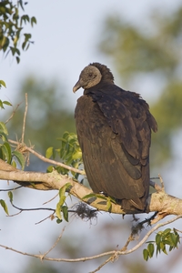 Black Vulture