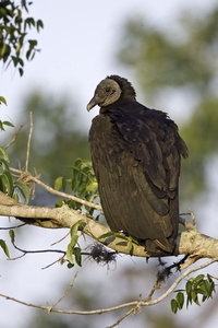 Black Vulture