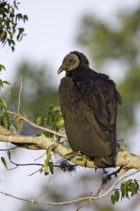 Black Vulture