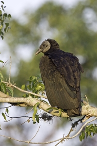 Black Vulture