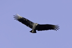 Black Vulture