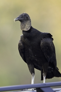 Black Vulture