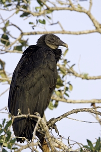 Black Vulture
