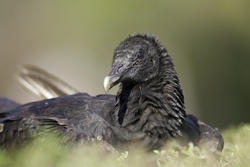 Black Vulture