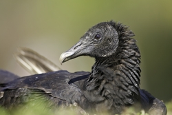 Black Vulture