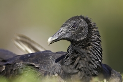 Black Vulture