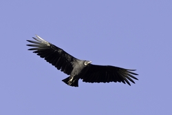 Black Vulture