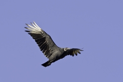 Black Vulture