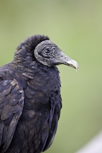 Black Vulture