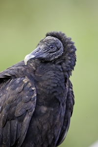 Black Vulture