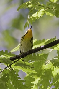 Blackburnian Warbler