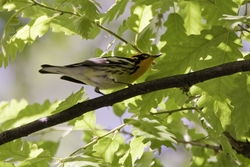 Blackburnian Warbler