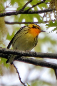 Blackburnian Warbler