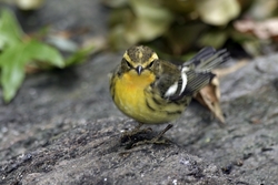 Blackburnian Warbler