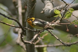 Blackburnian Warbler
