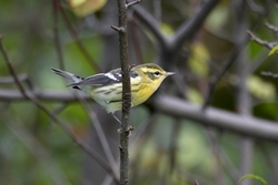 Blackburnian Warbler