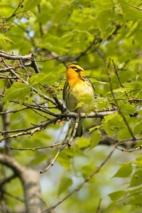 Blackburnian Warbler