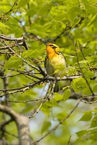 Blackburnian Warbler