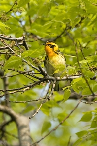 Blackburnian Warbler