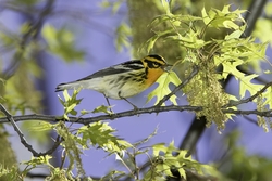 Blackburnian Warbler