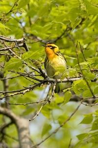 Blackburnian Warbler