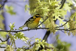Blackburnian Warbler