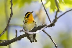Blackburnian Warbler