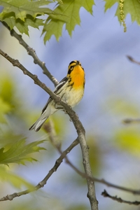 Blackburnian Warbler