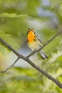 Blackburnian Warbler