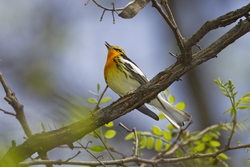 Blackburnian Warbler
