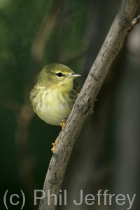 Blackpoll Warbler