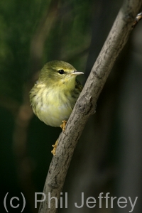 Blackpoll Warbler