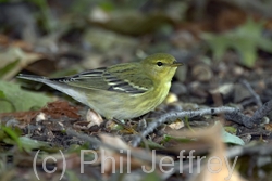 Blackpoll Warbler