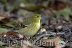 Blackpoll Warbler