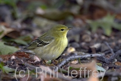 Blackpoll Warbler